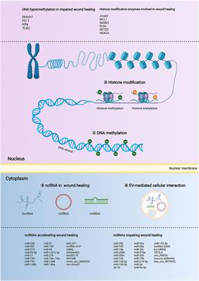 Landscape of the epigenetic regulation in wound healing